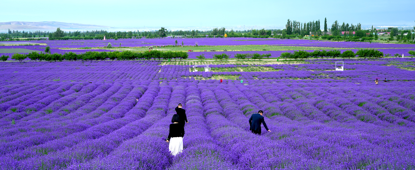 科研实力—原料培植区（1600×656px）